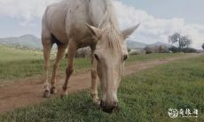 哪些生肖将在2023年戴上孝带哀悼,离世亲人?