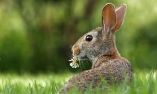 属兔的人适合涂什么颜色指甲来增加个人魅力?而对于火命的人来说,又有哪些颜色可以助力旺财呢?