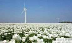 如何利用家居摆设来改善风水，为自己招来好运？