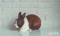 探究63年属兔人住房的吉凶方位——您还在疑惑属兔人住几楼吗?