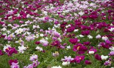 什么原因导致这些星座总是遗忘亲人的身份并被对方拖累?