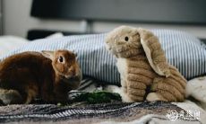 和层数对吉祥的影响:建议63年属兔的人选择何种房屋朝向和层数