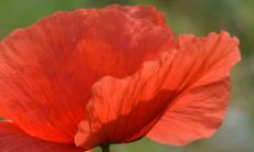 探寻婚姻之谜:揭示日柱视角下的一生姻缘预测与分析口诀