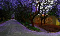 哪些星座以其圆滑的行事风格和敏锐的洞察力而著名?