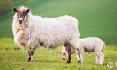 2023年生肖中有插足第三者的八字女命会拥有更多情人机会