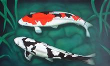 锦鲤的养殖技巧和养鱼空间的风水布局,你需要了解什么?