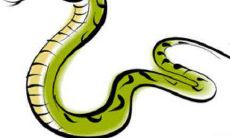 属蛇男人的情感态度及处理方式——一个深入探讨