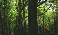 大林木的克星是什么?与哪些命相克?