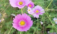 哪些星座具备洞悉人心的能力?——来自十二星座的探索