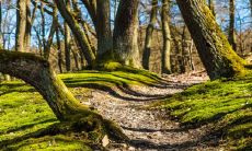 1991年路旁土命详细解析:探究生肖属相、五行属性、命宫分析,财运、事业、感情、健康等方面的吉凶趋势,助你顺利走过此年!