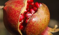 如何化解1981年生肖为石榴木的命格缺乏之处，以达到顺利转运的目的？