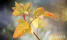 探究八字中食伤的含义:分析食伤旺相的特征与特点