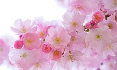 八字相同的男女命:探究命运特征与个人差异