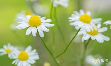 利用八字神秘算术解析您的一生命运,即刻获取最准确的免费八字测命!