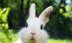 1987年出生的属兔人,需要注意哪些颜色在迷信传统中存在忌讳之说?