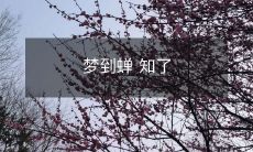 在梦中遇见知了,被它的蝉鸣醒来的美妙经历