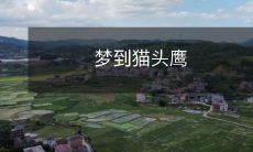 我做了一个梦，在梦里我遇到了一只神秘的猫头鹰，它给我带来了怎样的启示？