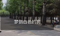 睡梦中遭遇白色狗的奇妙经历