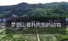 做梦时见到山君猛扑向其他动物的不可思议场景