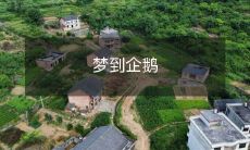 在梦中见到的可爱企鹅:一个让你感到幸福和温馨的魔幻体验