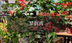 我做了一个梦,梦见自己在农村放养着一群鸡,它们在清晨欢快地啼鸣,为我带来了如此美好的春天