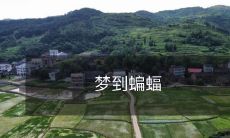 在深夜里的神秘梦境中,我遭遇到了神秘的蝙蝠,它们在飞翔中呈现出优美的曲线,激起了我深深的好奇心与惊叹