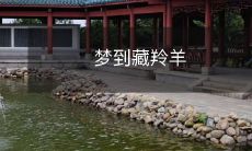 在梦中遨游：探寻藏羚羊的神秘世界