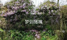 华丽夺目的梦境：我曾经梦见了一只长着粉嫩猪嘴的可爱小猪！