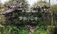 在梦中遇见小公牛: 是令人意外、生动而令人深思的体验