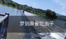 在梦中目睹麻雀觅食昆虫的情景