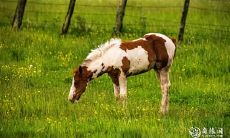 属马人2023.3.1的运势预测表明,将面临消沉和低落的挑战