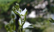 如何在店面门口正确摆放植物以避免禁忌,同时选择何种植物才能带来更多的财气?