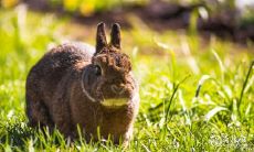 以准确洞察为荣的属兔女,如此敏锐的观察力让谁也难以骗过!