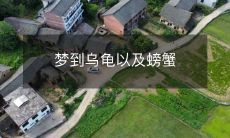 梦境中所见：巨龟与螃蟹的奇妙相遇和追逐场景