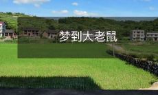 在梦中遇到了一只巨大老鼠的惊险体验！