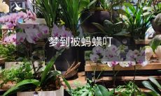 讲述梦中被蚂蟥叮咬的恐怖体验和可能象征的意义