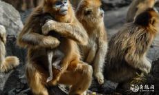 如果你是一个属猴的人，哪些生意方式最适合你，如何应对不景气的市场环境并提高财富运势呢？