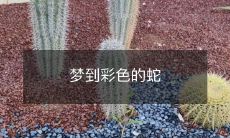 梦中缤纷多彩的蛇纹:如何解读梦境中的奇幻蛇影?