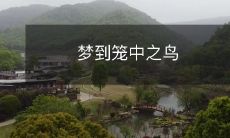 如何理解梦中困在笼中的自己,像一只鸟一样寻找自由?