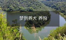 成为现实，让你的梦想照进现实——从梦到养犬到实际养狗的完美转变之路