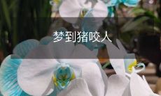 做梦时遭遇猪咬伤的可怕情景