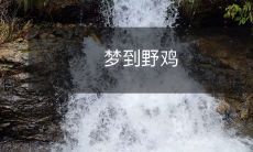 在梦中遇见野鸡的奇妙经历：追逐、观察、探索与惊喜