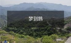 梦见白色鹅群悠然漫步,难以忘怀的宁静幻境体验