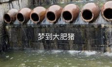 在梦境中遇见一只体型巨大的肥胖猪