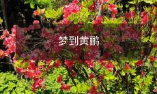 在梦中遇见黄鹂的美妙景象：描写梦中黄鹂的诗意画面