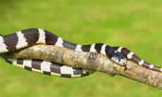 在中华文化中，属蛇的人最适合与大林木命的人形成姻缘，那么，在这个星座配对中，究竟哪种人最为理想呢？