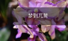 在黑夜中的迷茫中,我做了一个奇异的梦,梦见一只威武的兀鹫高高飞翔,带我走进一个神秘的世界