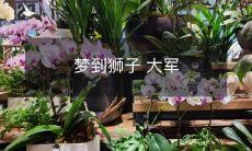 在梦中看到群狮猛攻的壮观景象:一个人的梦中大军体验