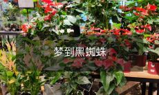 ，惊醒后发现是自己的影子