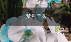 在梦中看到羊头:寓意、象征及各种可能的解释